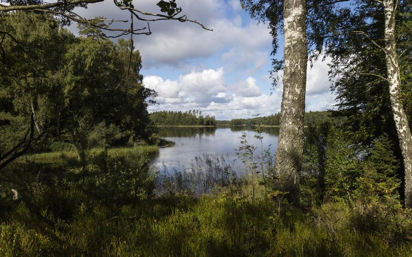 Bolmensee: Wald am Ufer