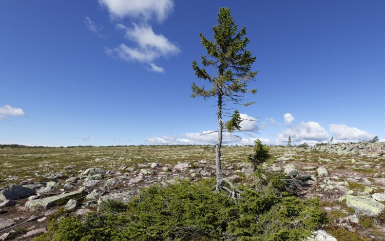 Fulufjällets Nationalpark: ältester Baum