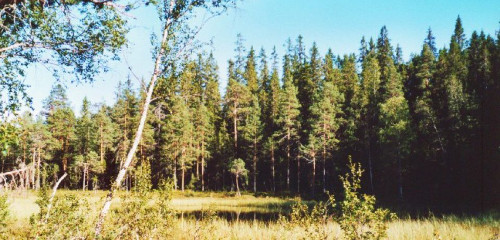 Vildmark in Schweden: Nationalpark Hamra & Orsa Finnmark