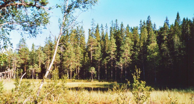 Vildmark in Schweden: Hamra Nationalpark