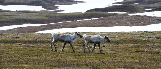 Rentiere am Südlichen Kungsleden