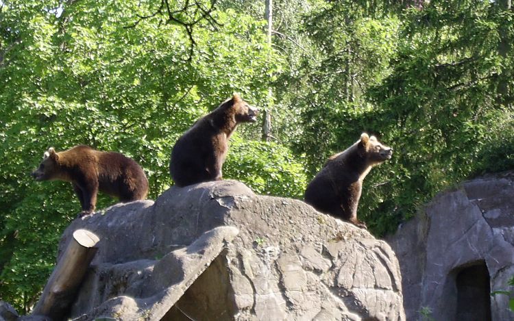 Bären im Freilichtmuseum Skansen