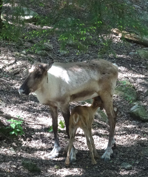 Rentier mit Kalb