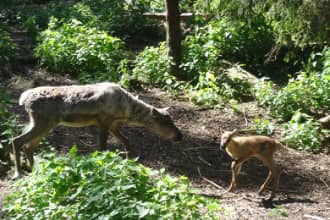 Rentiere in Lappland: Lebensraum, Zucht & Rentierfarmen