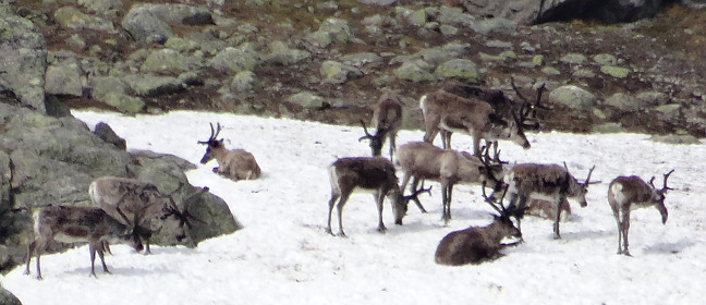 Rentiere im Fjäll Lapplands