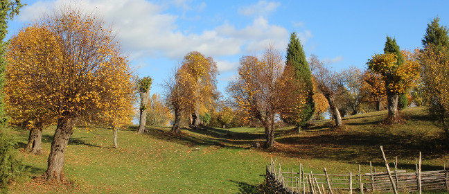 Linköping: Vallaskogen im Herbst