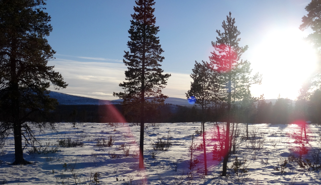 Kiruna Bild: Winterlandschaft