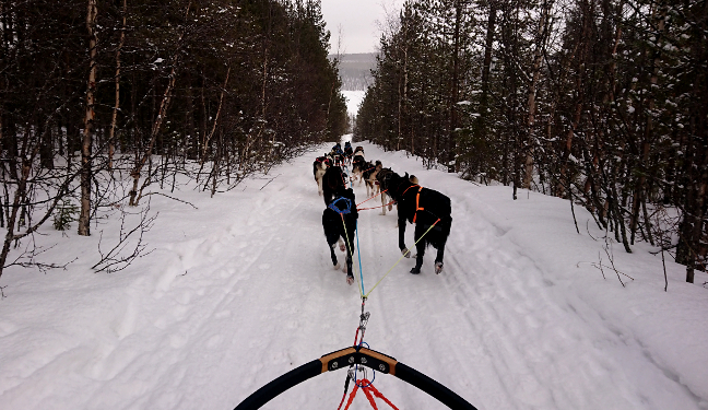 Kiruna Bild: Schlittenhunde