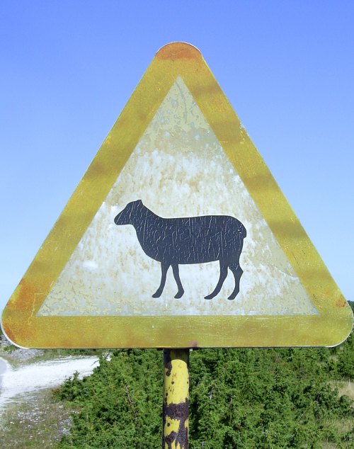 Fårö: Insel der Schafe