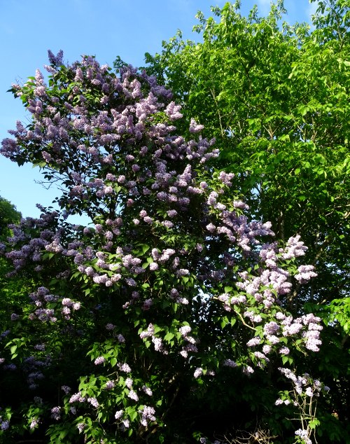 Skandinavischer Garten: Fliederbusch