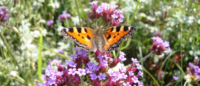 Skandinavischer Garten: Blume mit Schmetterling