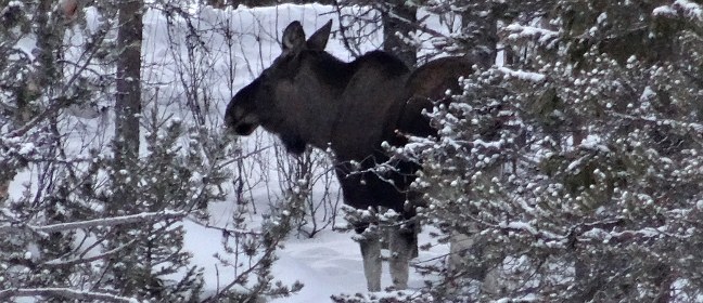 Elch in Lappland