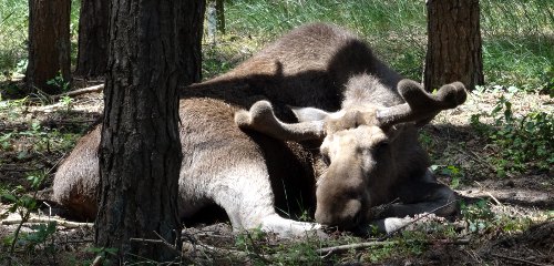 Elche erleben: Im Wald, im Elchpark oder auf einer Elchsafari?