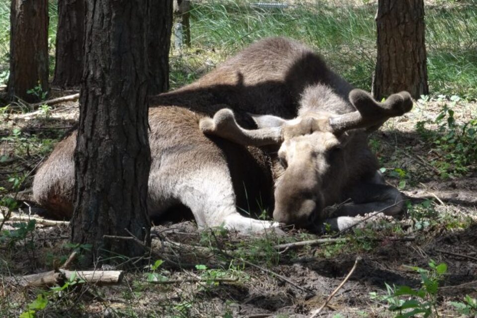 Elche erleben: Im Wald, im Elchpark oder auf einer Elchsafari?