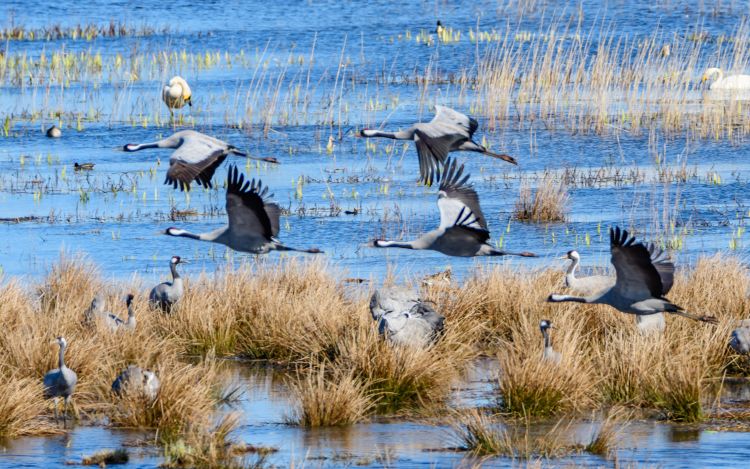 Hornborgasjön: Vogelsee in Schweden