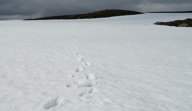 Wandertour Bild: Kungsleden Süd im Schnee