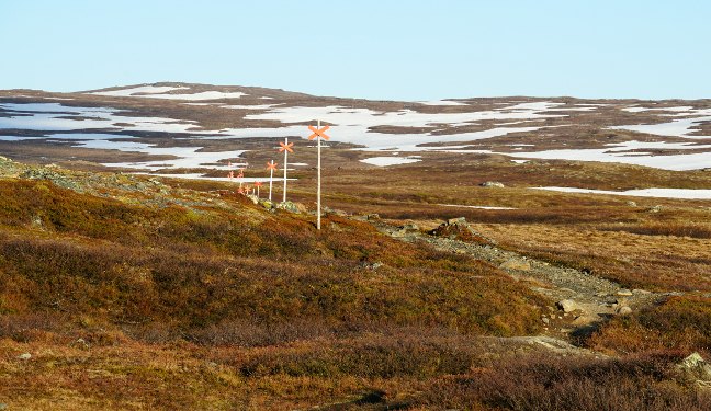 Wandertour Bild: Rentiere am Kungsleden Süd